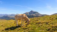 VIANDE HERRIKO – Dégustation et découverte 100% Pays Basque